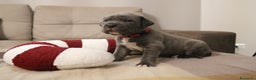 Cane Corso cani in vendita: Cuccioli Cane Corso grigi  - Annuncio 5