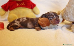 Bassotto cani in vendita: Cuccioli di bassotto kaninken e nano Enci  a Città metropolitana di Roma Capitale - Immagine 12