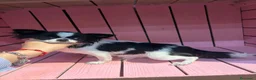 Chihuahua cani in vendita: Chihuahua pelo lungo bicolore a Città Metropolitana di Torino - Annuncio 1