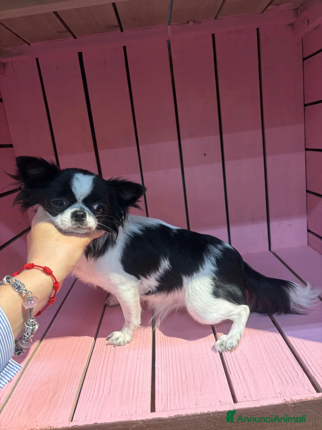 Chihuahua cani in vendita: Chihuahua pelo lungo bicolore a Città Metropolitana di Torino - Annuncio 1