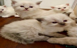Siberiano gatti in vendita: Cuccioli di Gatto Siberiano Ipoallergenico a Provincia di Varese - Immagine 8