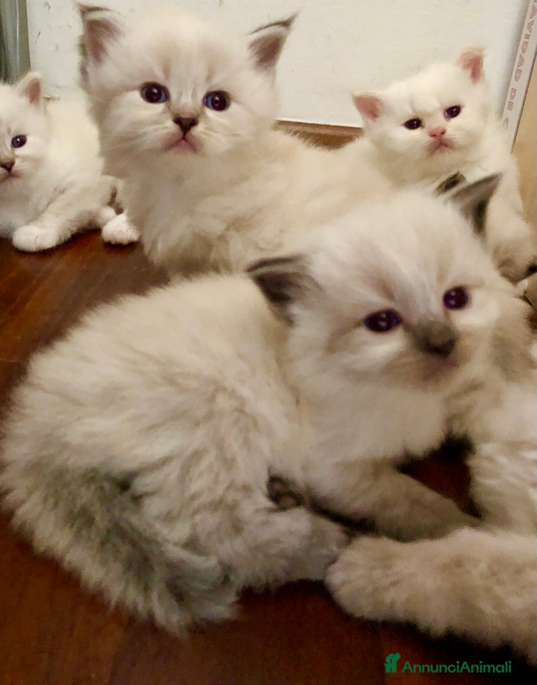 Siberiano gatti in vendita: Cuccioli di Gatto Siberiano Ipoallergenico a Provincia di Varese - Immagine 8