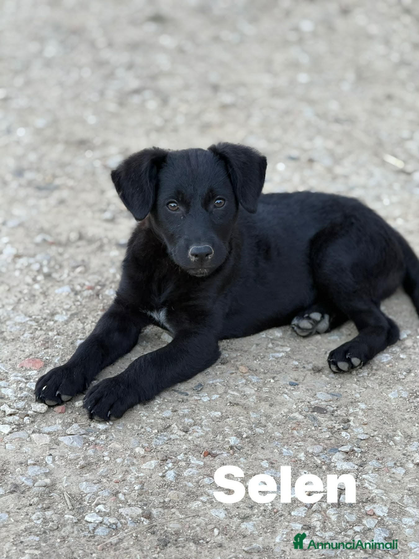 Meticcio cani in regalo: 3 dolci CUCCIOLI total black! Bellissimi - Annuncio 9