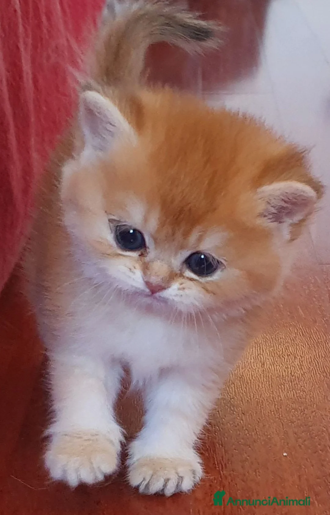 British gatti in vendita: British shorthair Golden  - Annuncio 8