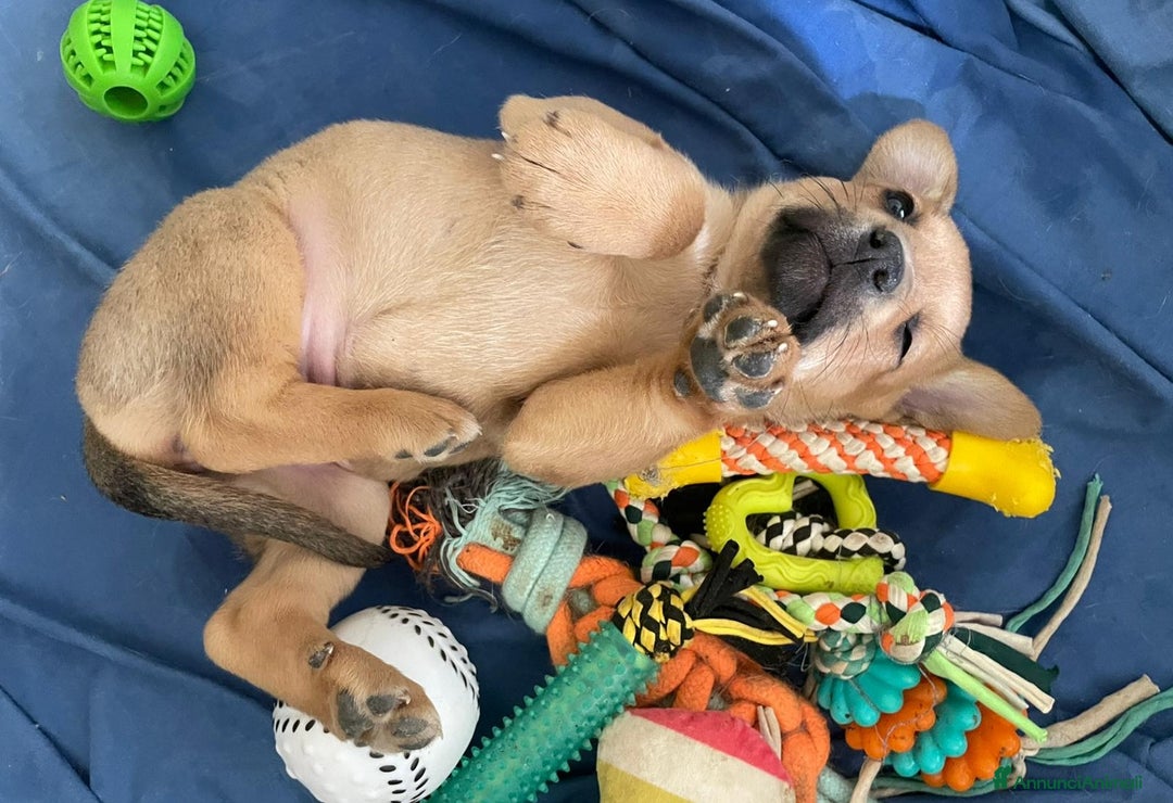 Akita Americano cani in regalo: LA TENERA NEVADA a Città metropolitana di Milano - Immagine 5