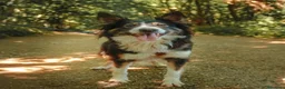 Border Collie cani in regalo: Mila, splendida Border Collie - Annuncio 2
