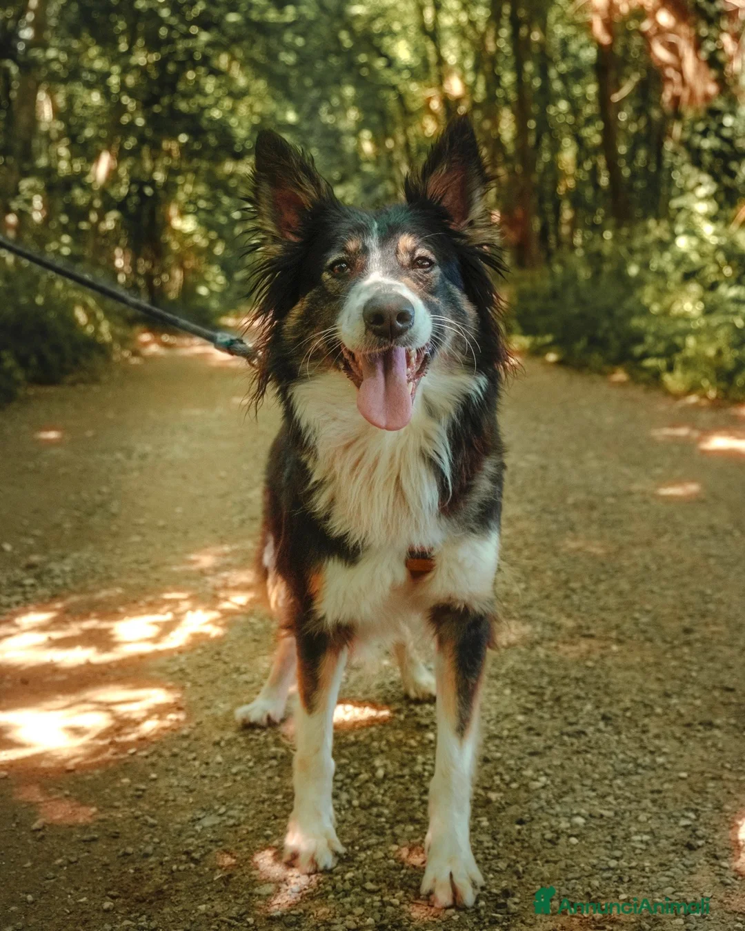 Border Collie cani in regalo: Mila, splendida Border Collie - Annuncio 2