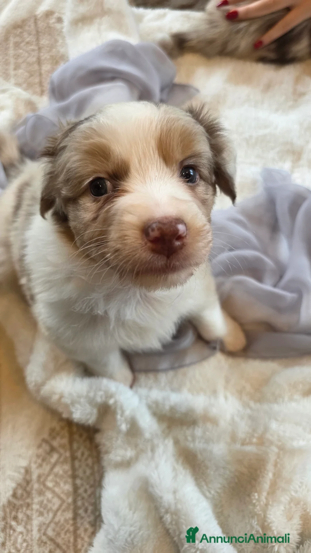Australian Shepherd cani in vendita: Pastore Australiano red merle, pedigree ENCI - Annuncio 5