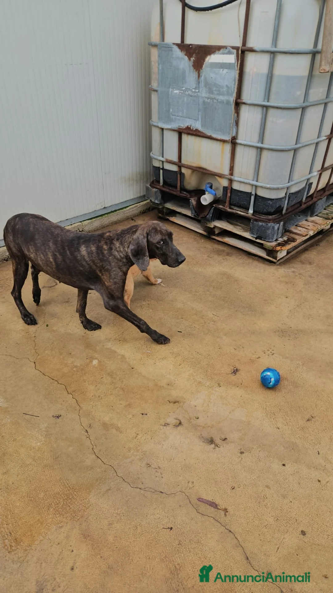 Bracco cani in regalo: Michele: adozione del cuore - Annuncio 8