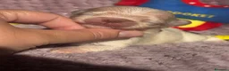 Chihuahua cani in vendita: Chihuahua cuccioli - Annuncio 8