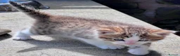 Siberiano gatti in vendita: Cuccioli di gatto Siberiano - Annuncio 6