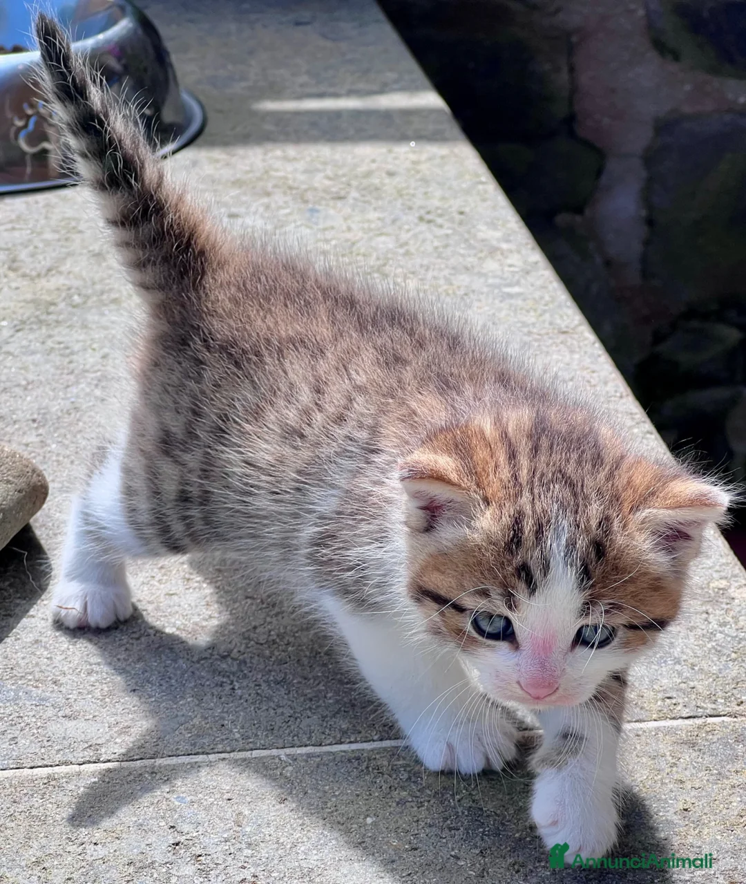 Siberiano gatti in vendita: Cuccioli di gatto Siberiano - Annuncio 6