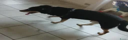 Meticcio cani in regalo: Cerca casa  - Annuncio 4