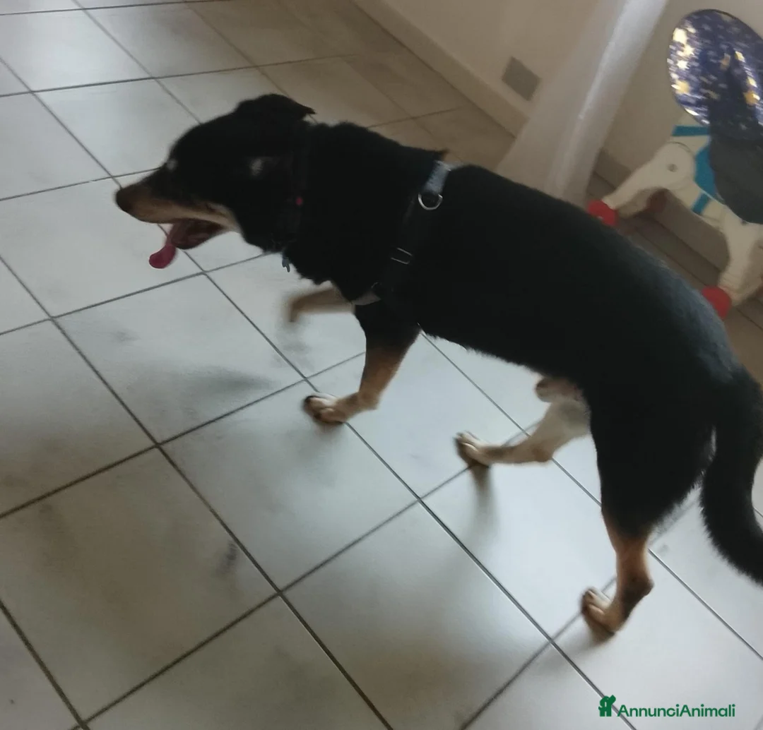 Meticcio cani in regalo: Cerca casa  - Annuncio 4