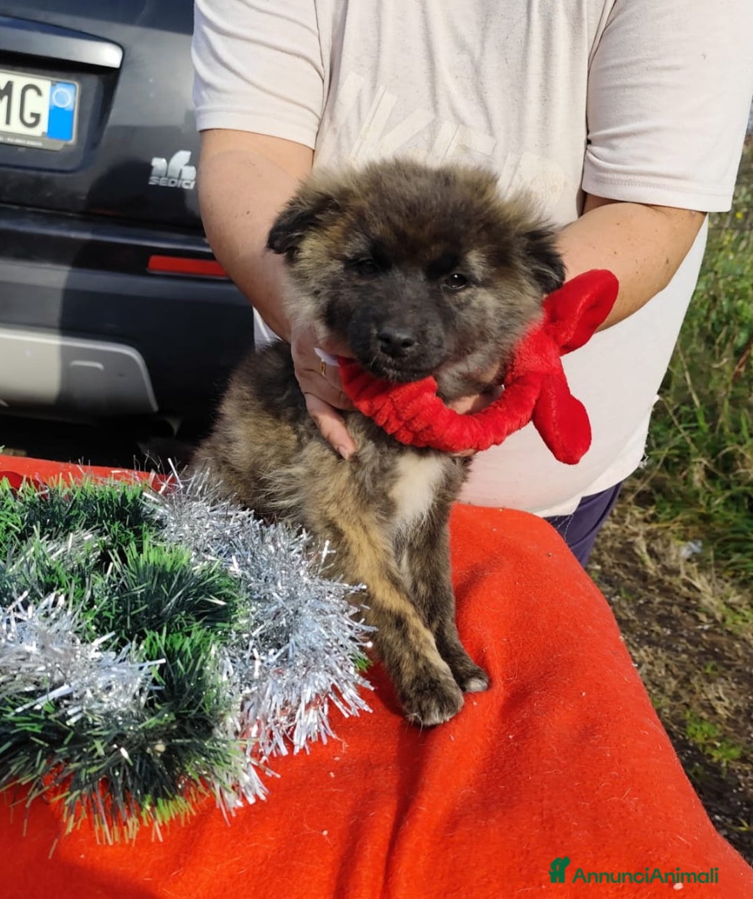 Meticcio cani in regalo: GEORGI cucciola 3 mesi taglia piccola - Annuncio 15