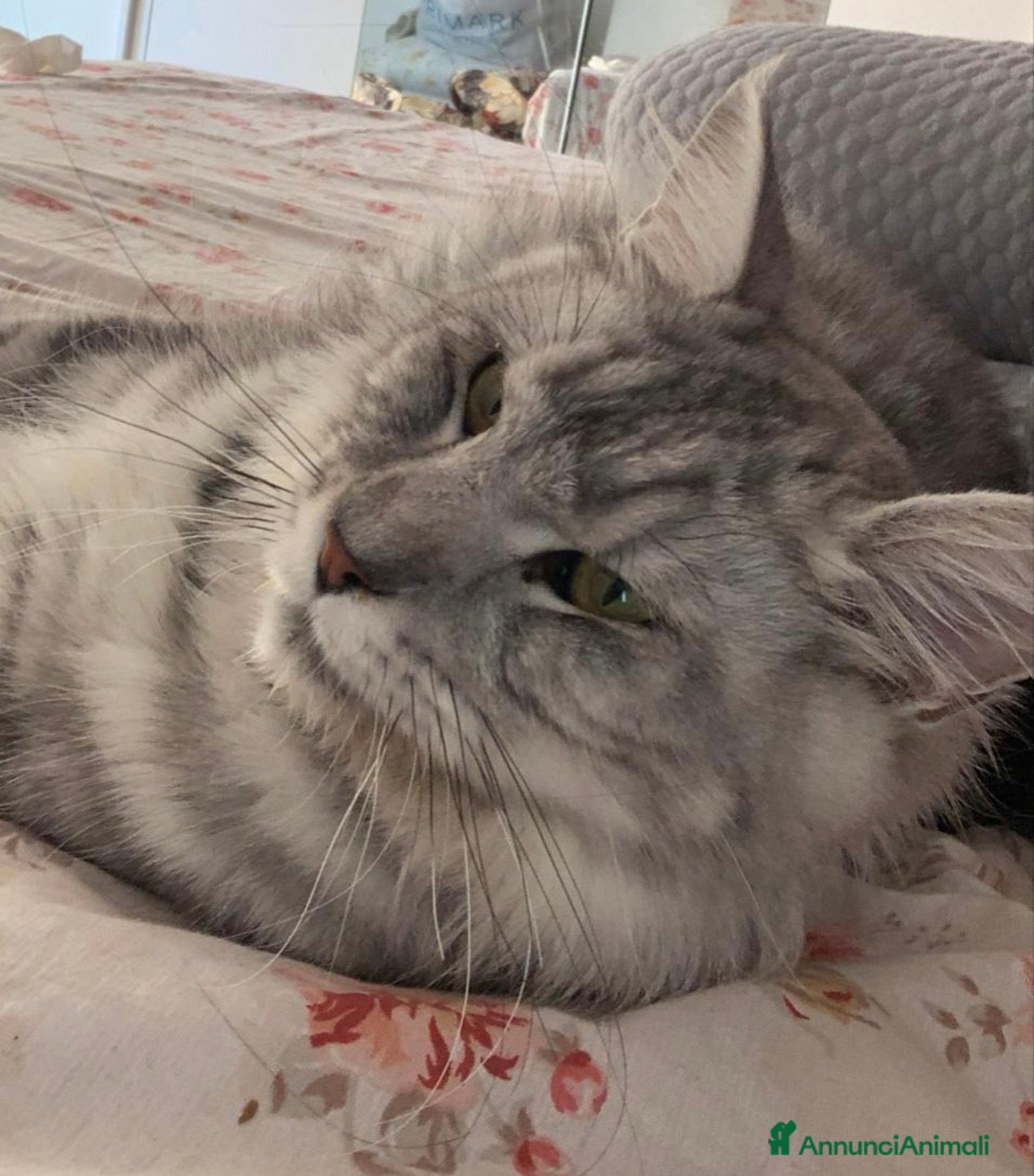 Maine Coon gatti Cuccioli di Maine Coon femmine/maschi - Annuncio 18