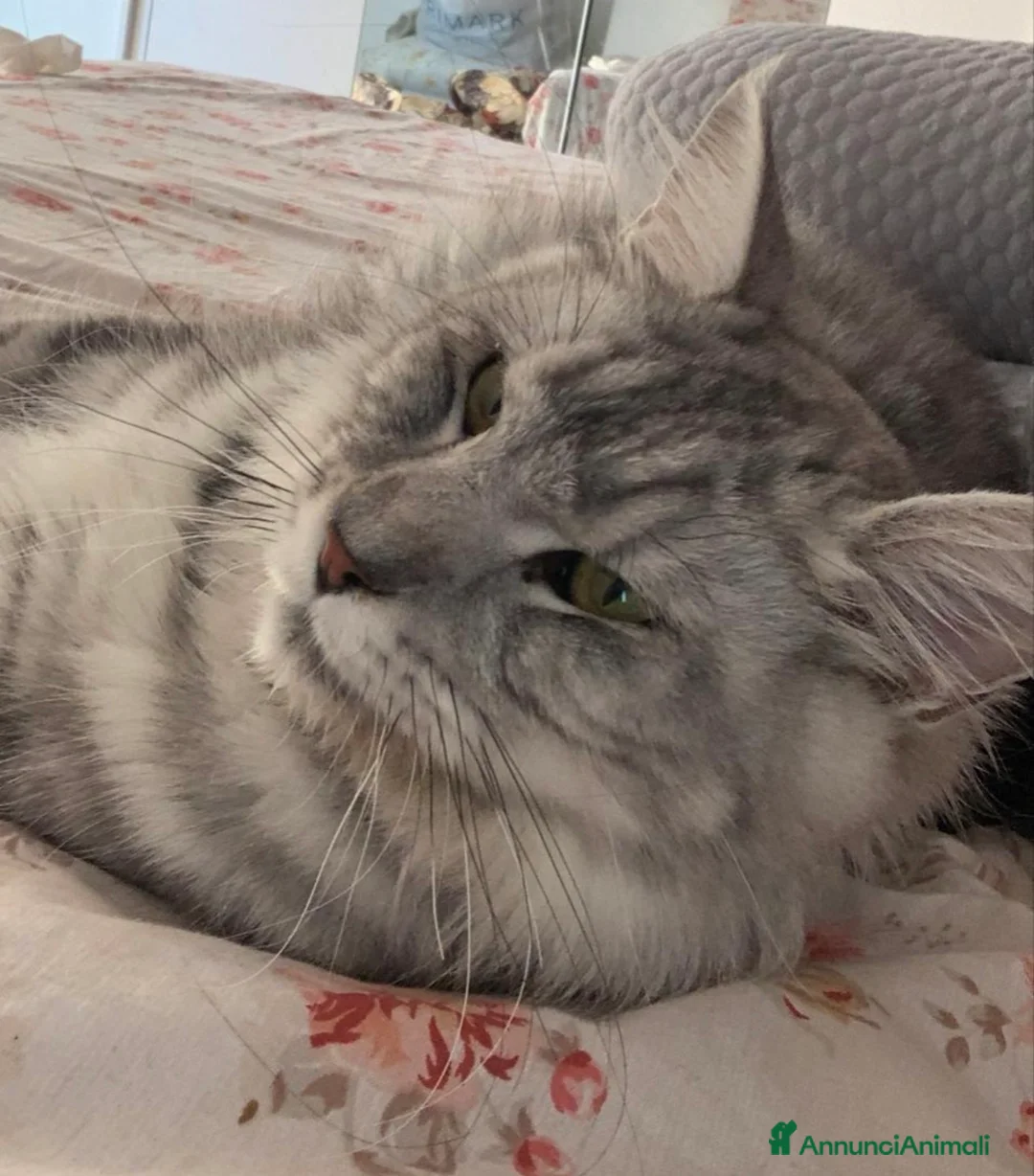 Maine Coon gatti in vendita: Cuccioli di Maine Coon femmine/maschi - Annuncio 1