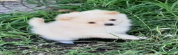 Spitz cani in vendita: Cuccioli di Spitz  - Annuncio 5