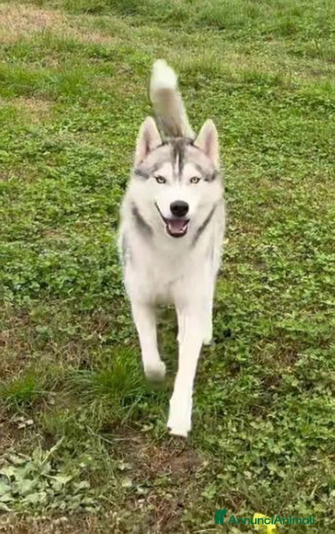 Husky cani in vendita: Cucciola di Siberian Husky con Pedigree ENCI - Annuncio 2