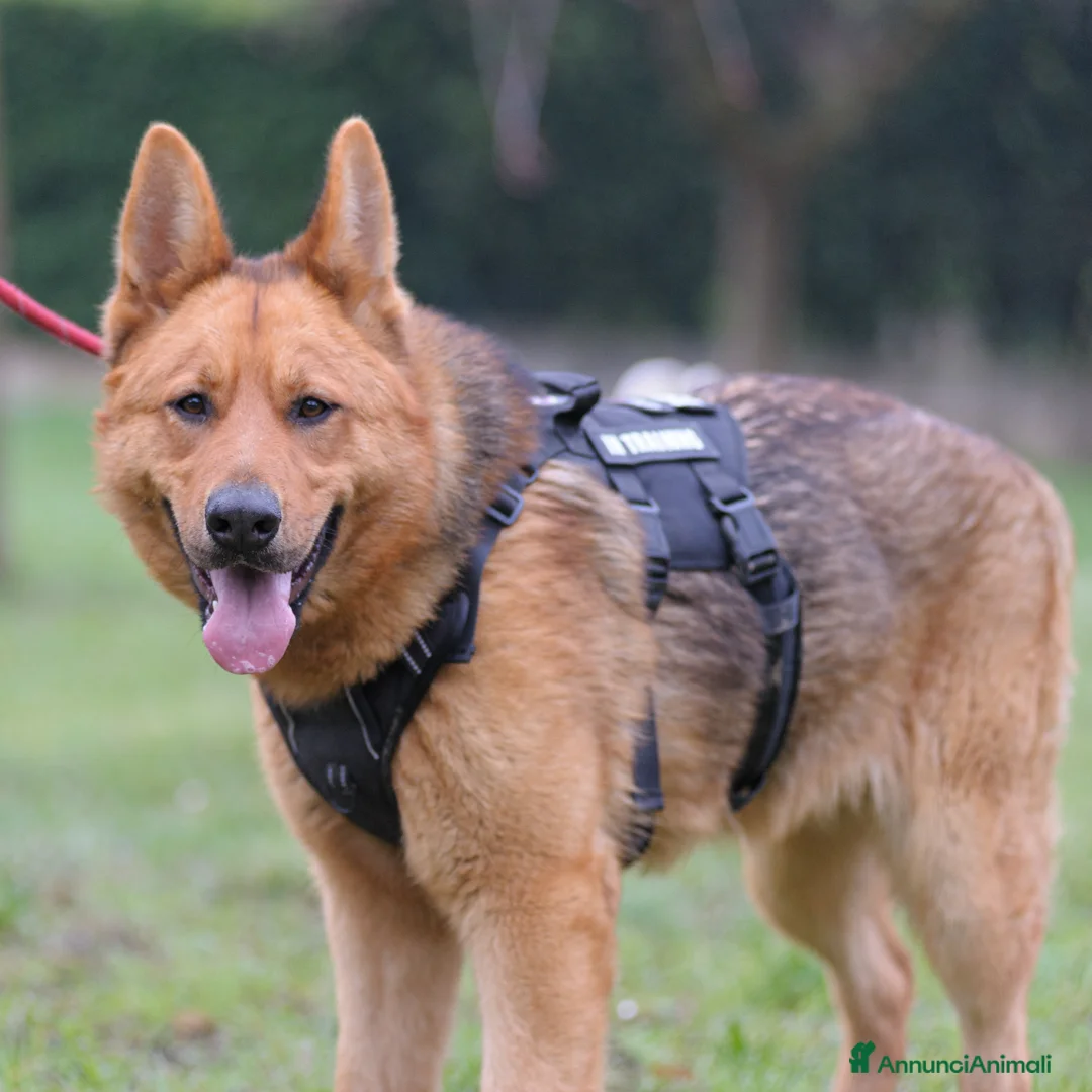 Altre razze cani in regalo: pupa  - Annuncio 6