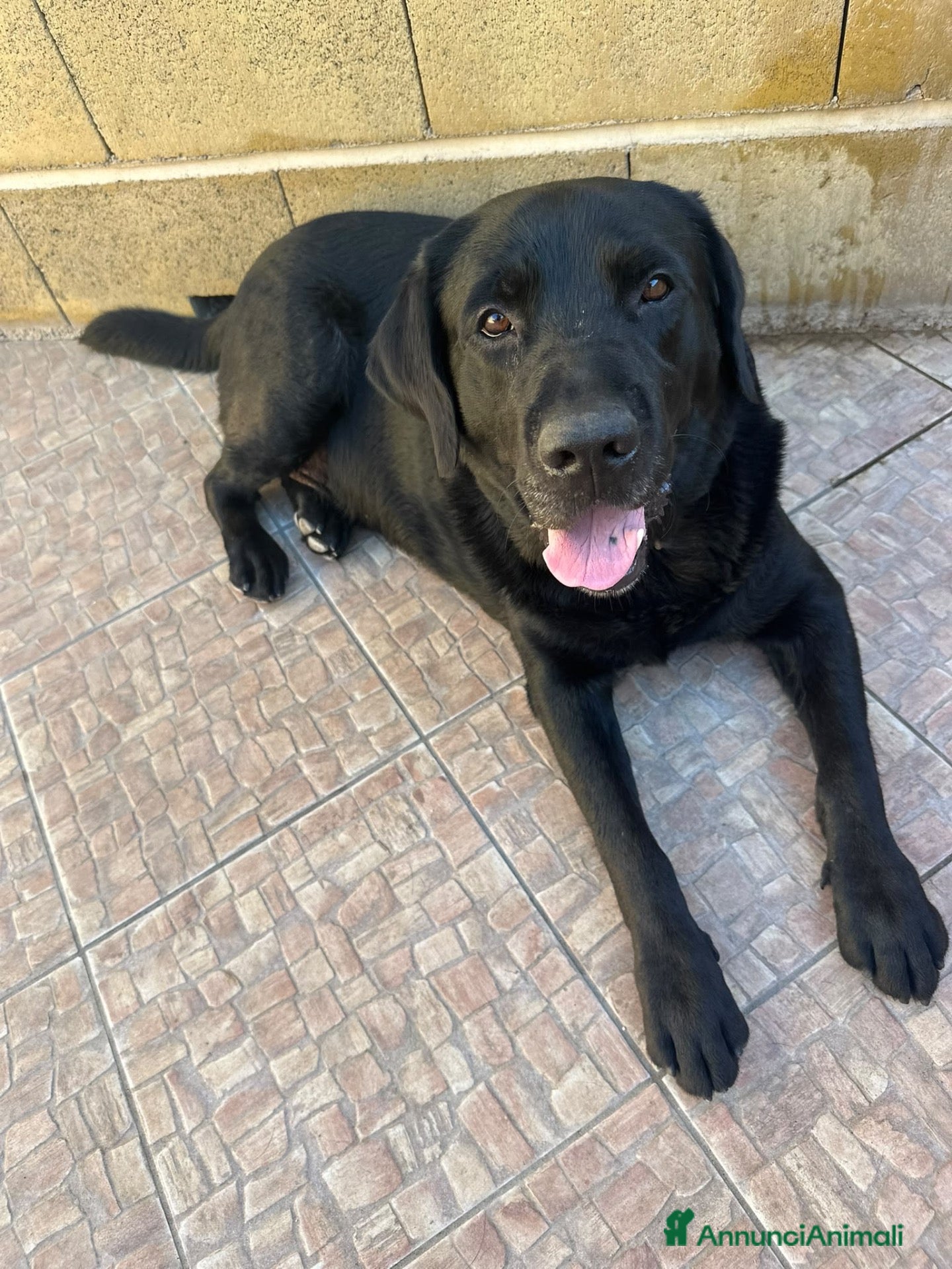 Labrador cani Ettore dolcissimo labrador nero - Annuncio 14