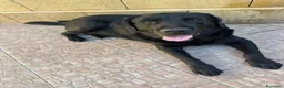 Labrador cani in regalo: Ettore dolcissimo labrador nero - Annuncio 1
