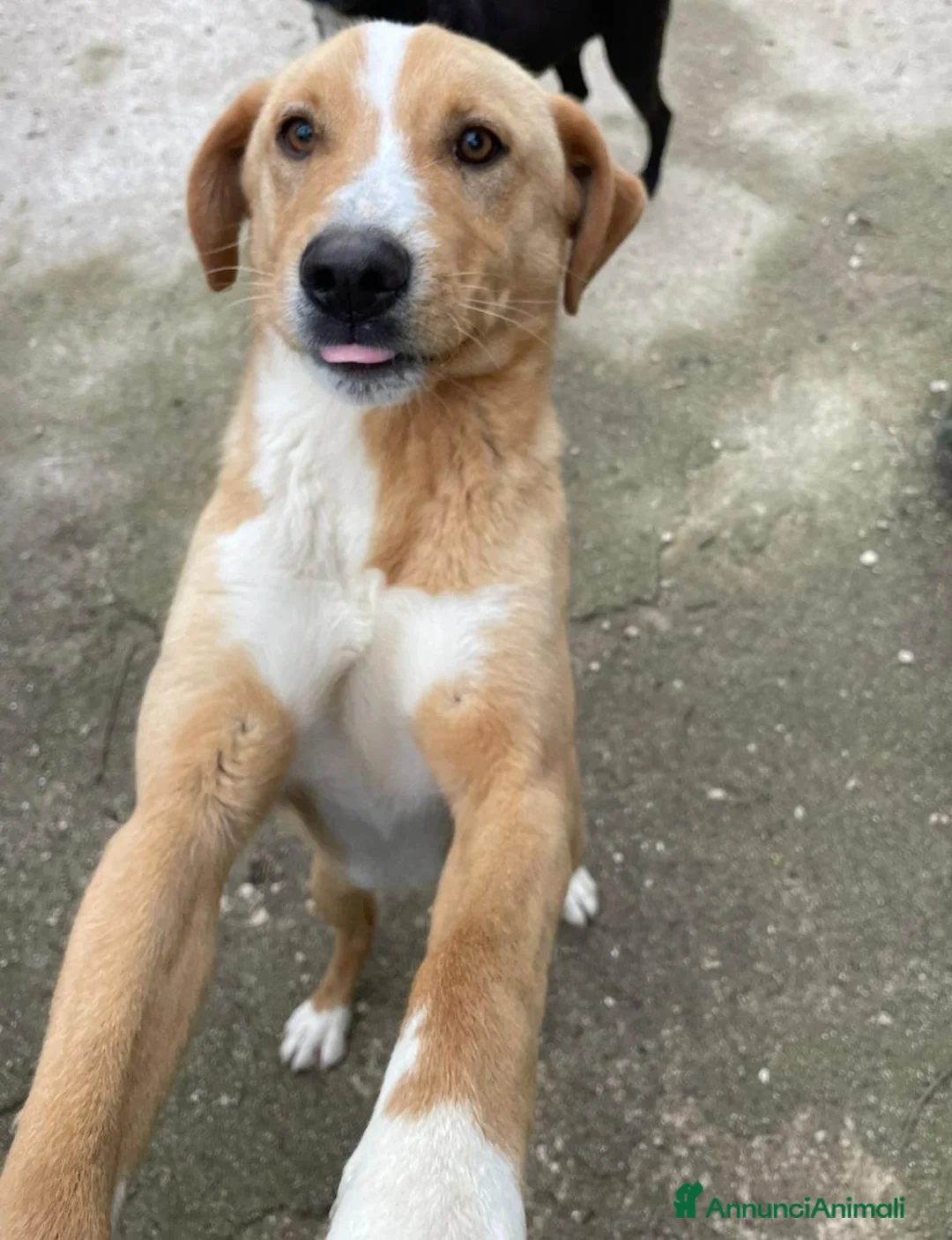 Meticcio cani in regalo: TENERO CUCCIOLONE DA AMARE PER LA VITA - Annuncio 2