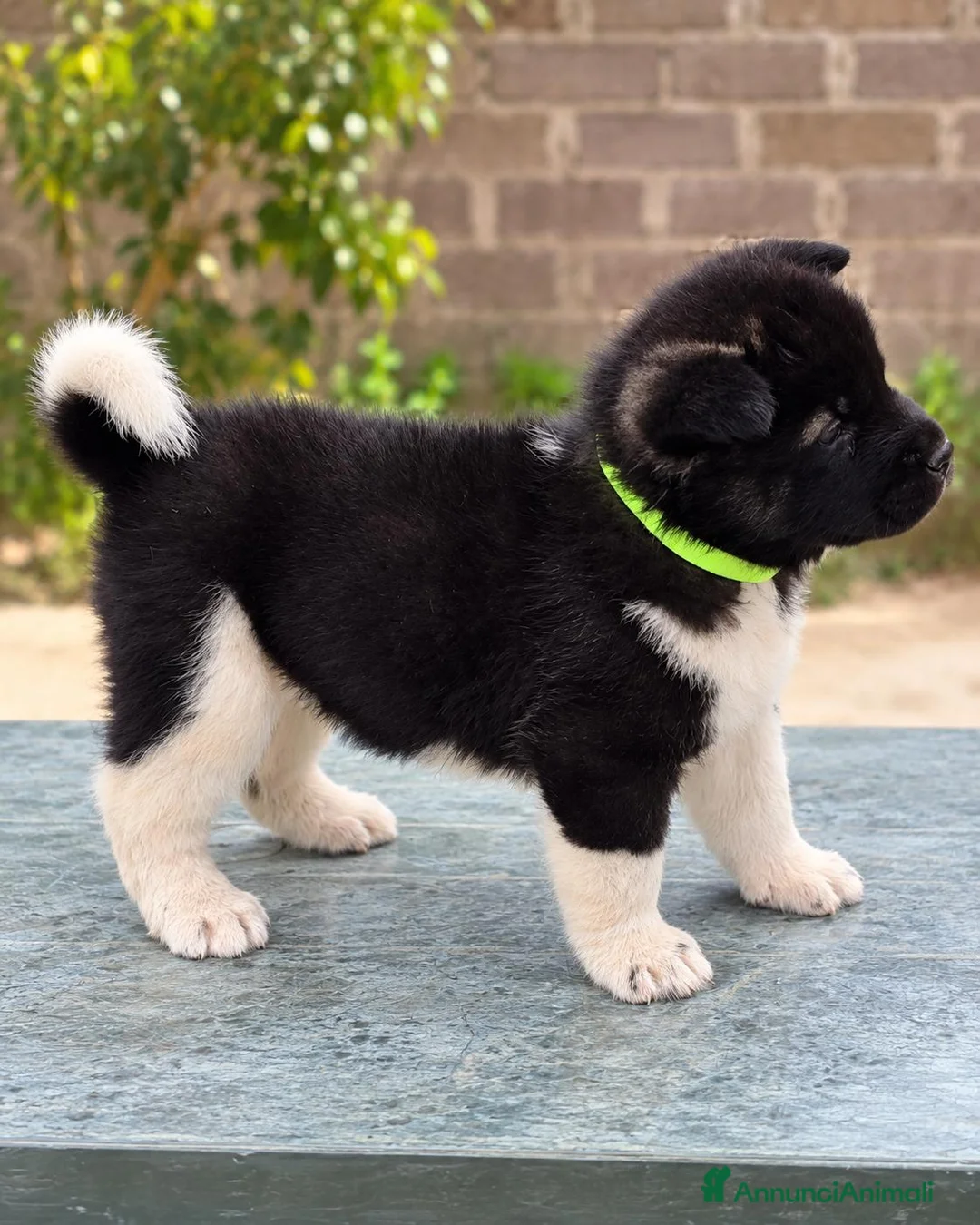Akita Americano cani in vendita: Cuccioli Akita Americano  - Annuncio 2
