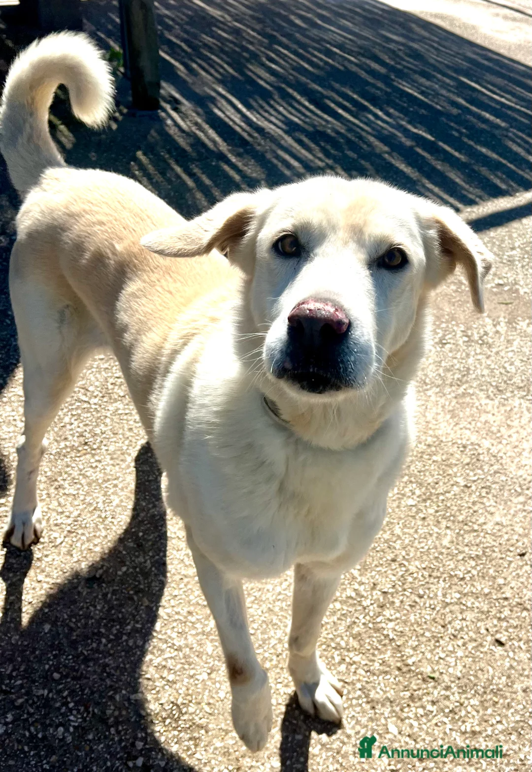 Meticcio cani in regalo: Adozione del cuore per stella. - Annuncio 1