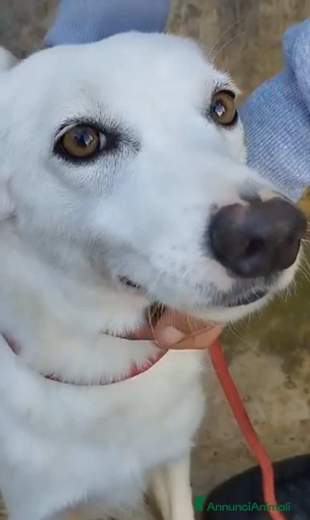 Meticcio cani in regalo: Femmina giovane e timida finita in canile! SICILIA a Città metropolitana di Milano - Annuncio 3