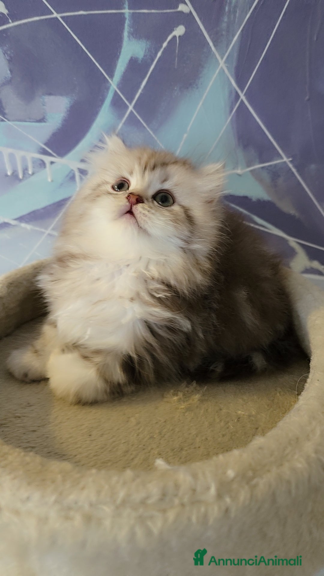 Scottish gatti in vendita: Scottish Fold e Straight  - Annuncio 5