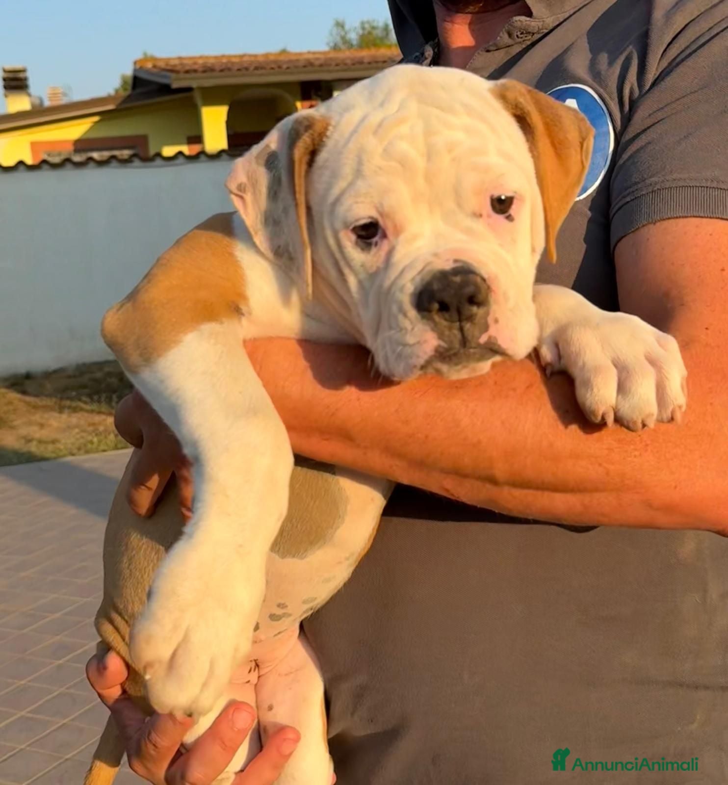 Bulldog cani Cucciolo American bulldog  - Annuncio 1