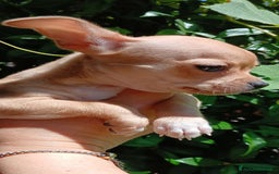 Chihuahua cani in vendita: Cuccioli di chihuahua deliziosi a Città metropolitana di Roma Capitale - Immagine 16