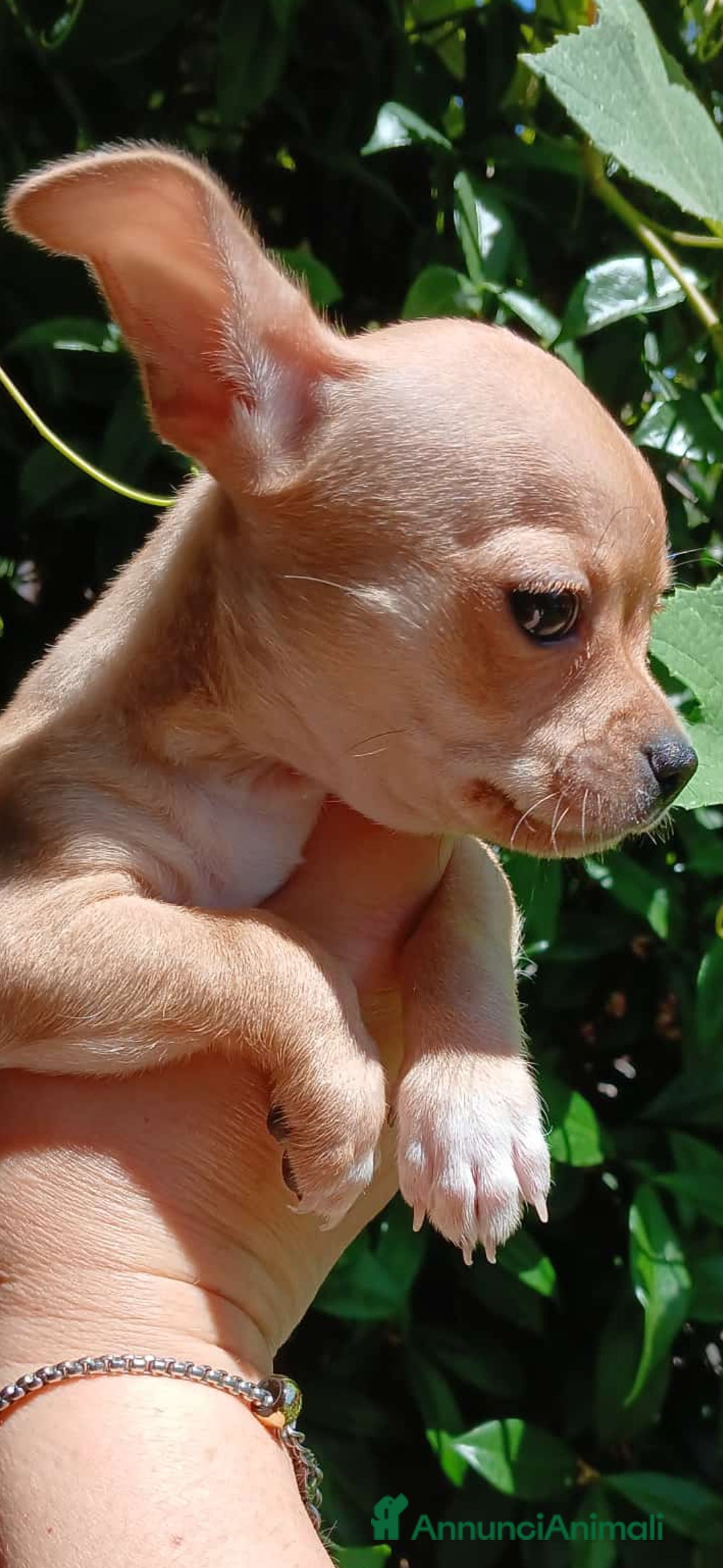 Chihuahua cani in vendita: Cuccioli di chihuahua deliziosi a Città metropolitana di Roma Capitale - Immagine 16
