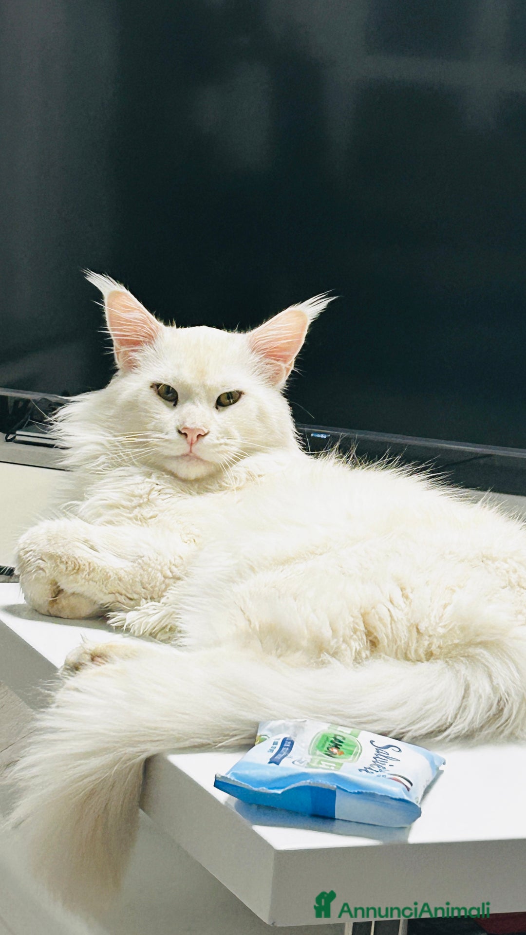 Maine Coon gatti per accoppiamento: Lionel maschio per accoppiamento  - Annuncio 4