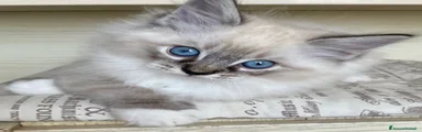 Ragdoll 1