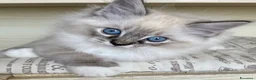 Ragdoll gatti in vendita: Cuccioli Ragdoll con pedigree  - Annuncio 11