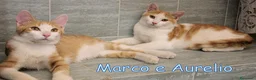 Europeo gatti in regalo: MARCO E  AURELIO DOLCISSIMI GATTINI a Città Metropolitana di Torino - Annuncio 9