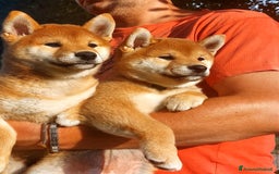 Shiba Inu cani in vendita: cucciole shiba inu riproduzione selezionata a Provincia di Treviso - Immagine 5