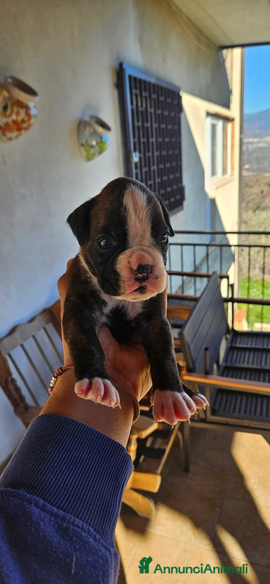 Boxer cani in vendita: cucciola Boxer - Annuncio 3