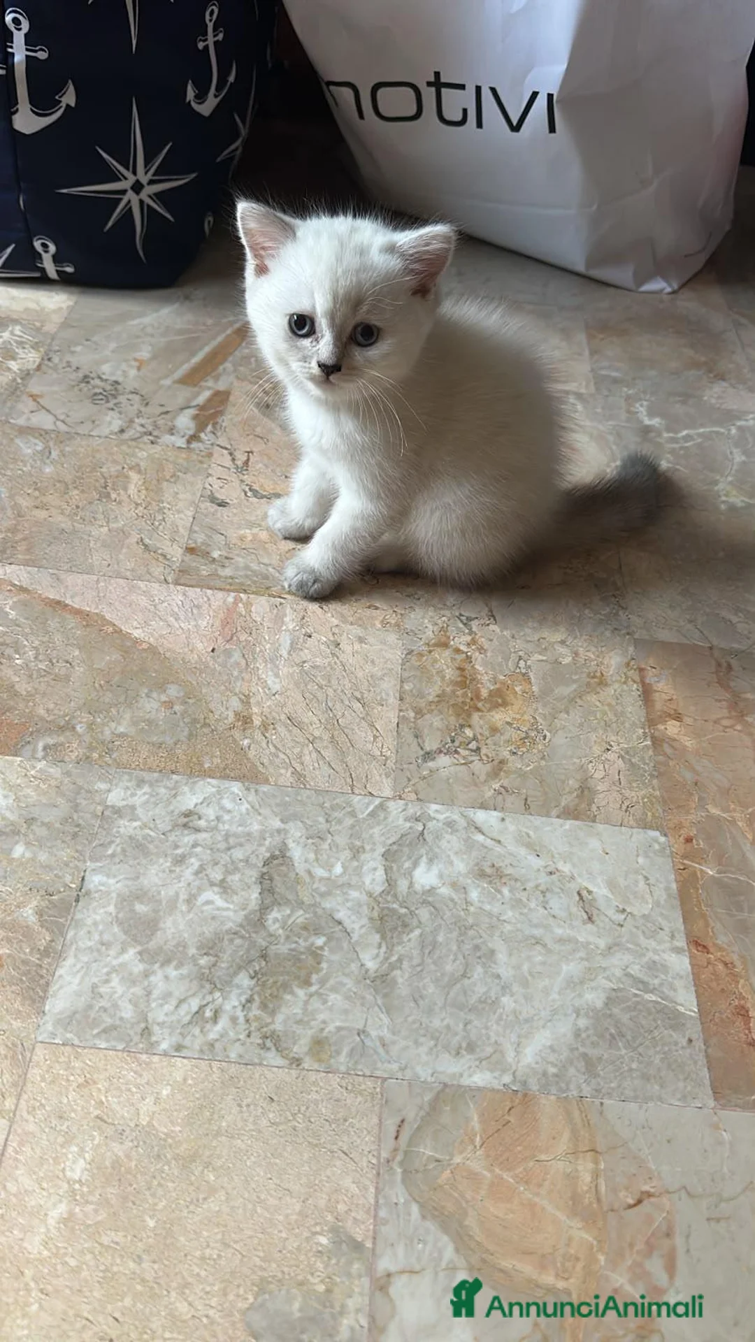 Scottish gatti in vendita: Scottish  a Provincia di Treviso - Annuncio 10