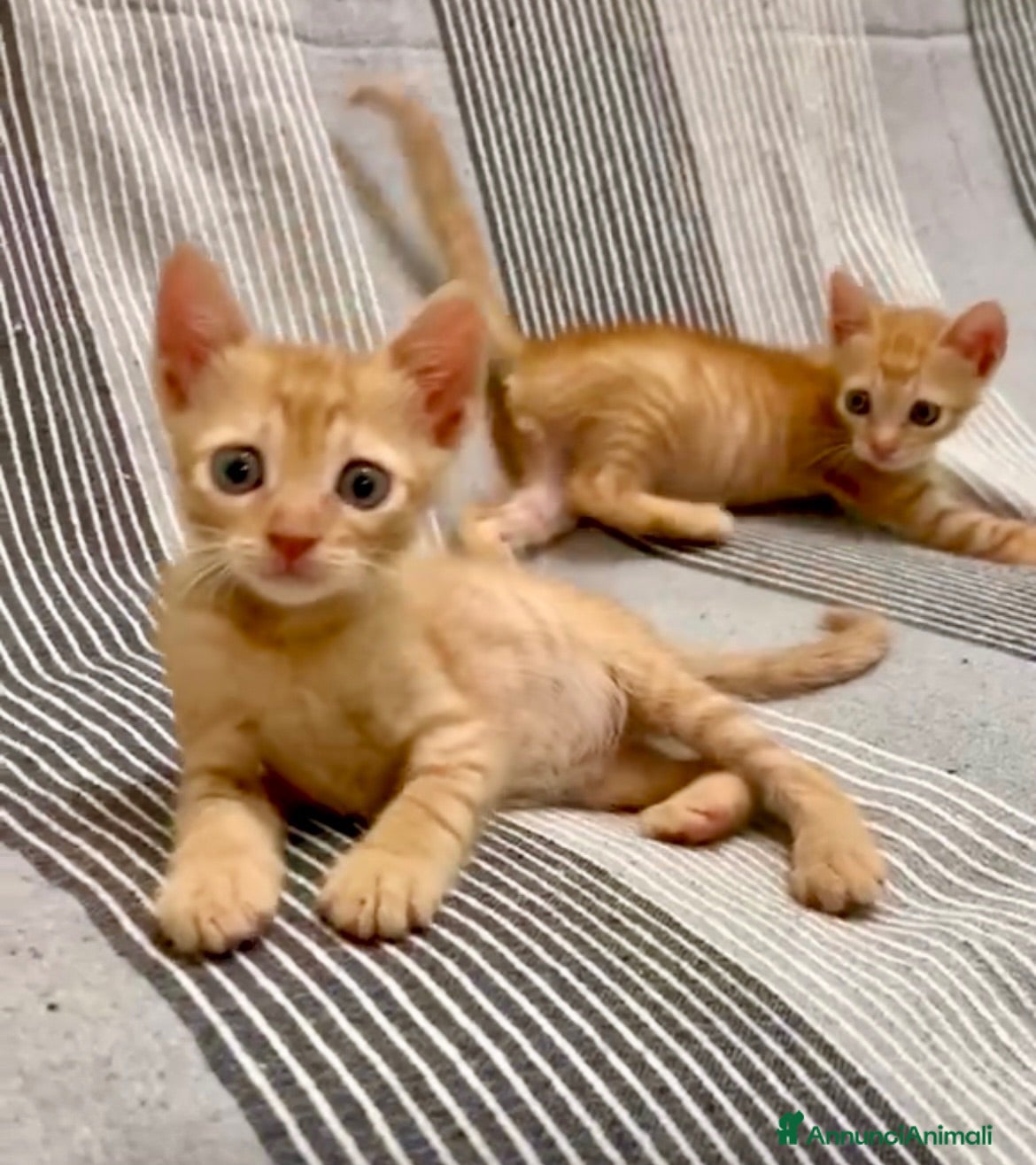 Europeo gatti Gattini maschi fratelli  - Annuncio 15