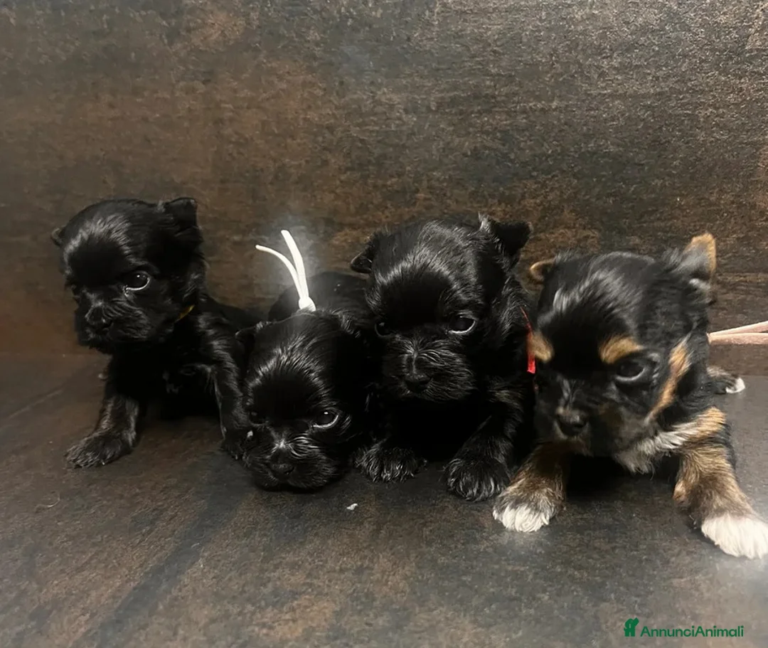 Yorkshire cani in vendita: Quattro minuscole Yorkie femmine, Ognuna unica - Annuncio 8