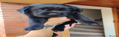 Bruno