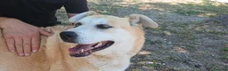 Meticcio cani in regalo: DEA CERCHIAMO IL MIRACOLO, IN ADOZIONE - Annuncio 1