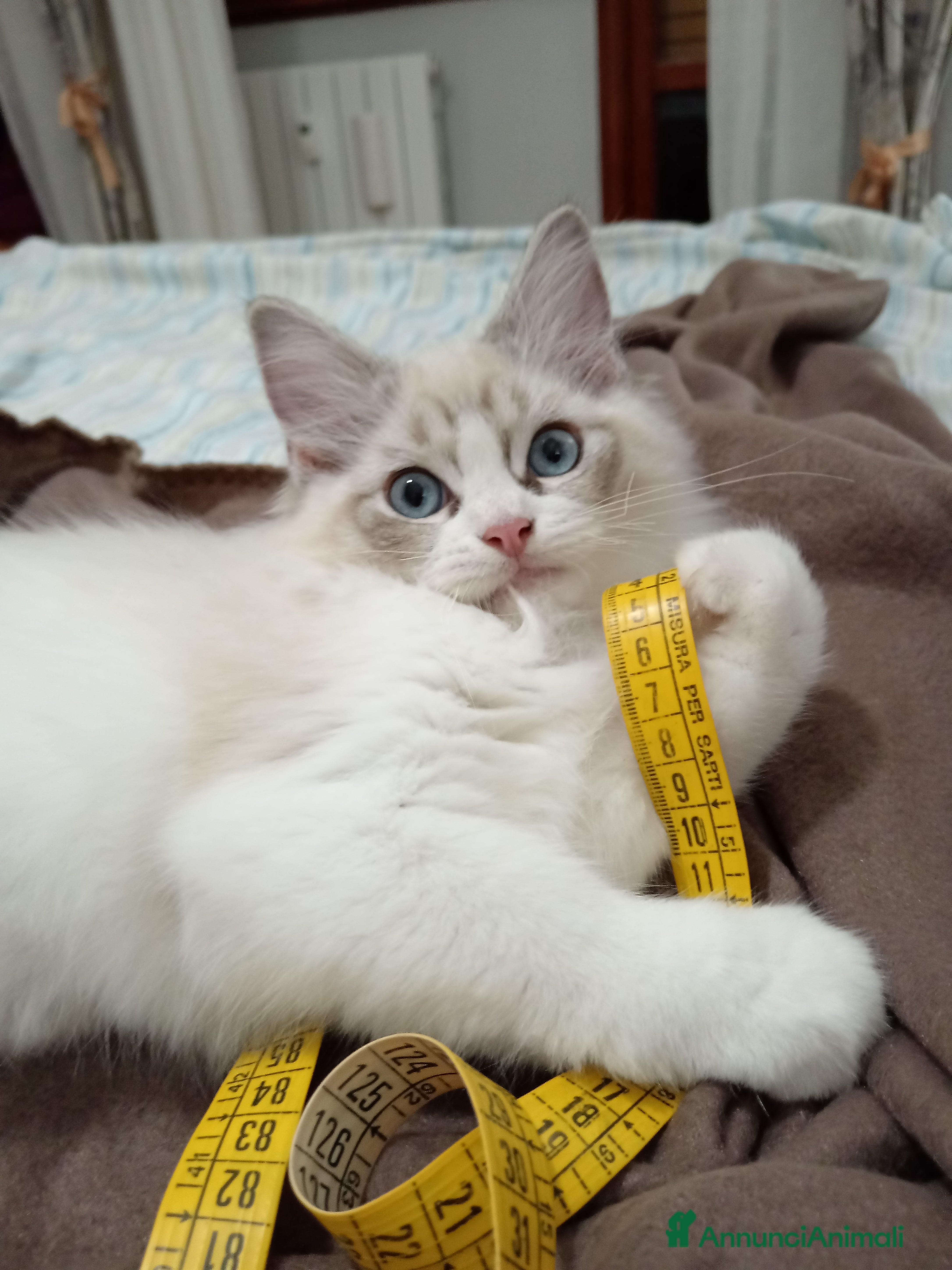 Ragdoll gatti Ragdoll con Pedigree  - Annuncio 2