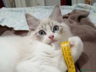 Ragdoll gatti Ragdoll con Pedigree - Annuncio 1