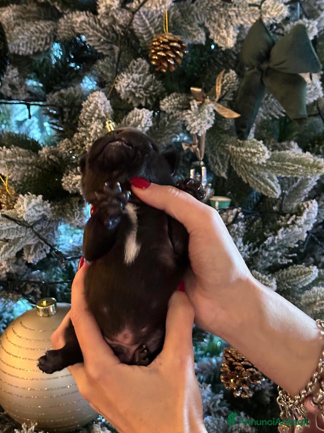 Bulldog Francese cani in vendita: Bulldog francesi  - Annuncio 9