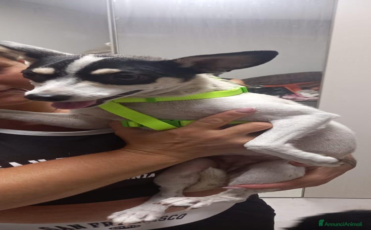 Pinscher Miniatura cani a Città Metropolitana di Firenze - Annuncio 1