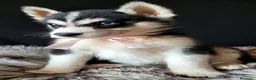 Husky cani in vendita: SIBERIAN HUSKY CUCCIOLATA CON PEDIGREE  - Annuncio 7